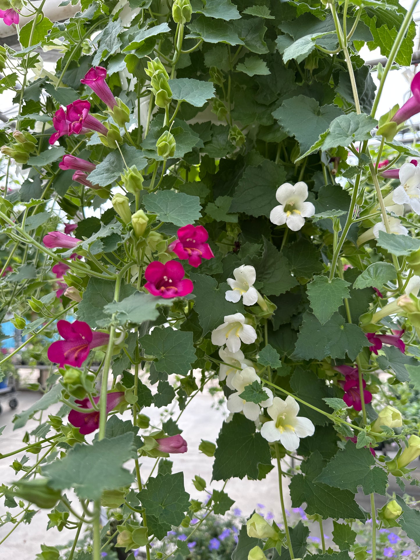 BASKET #15 - 10'' HANGING BASKET