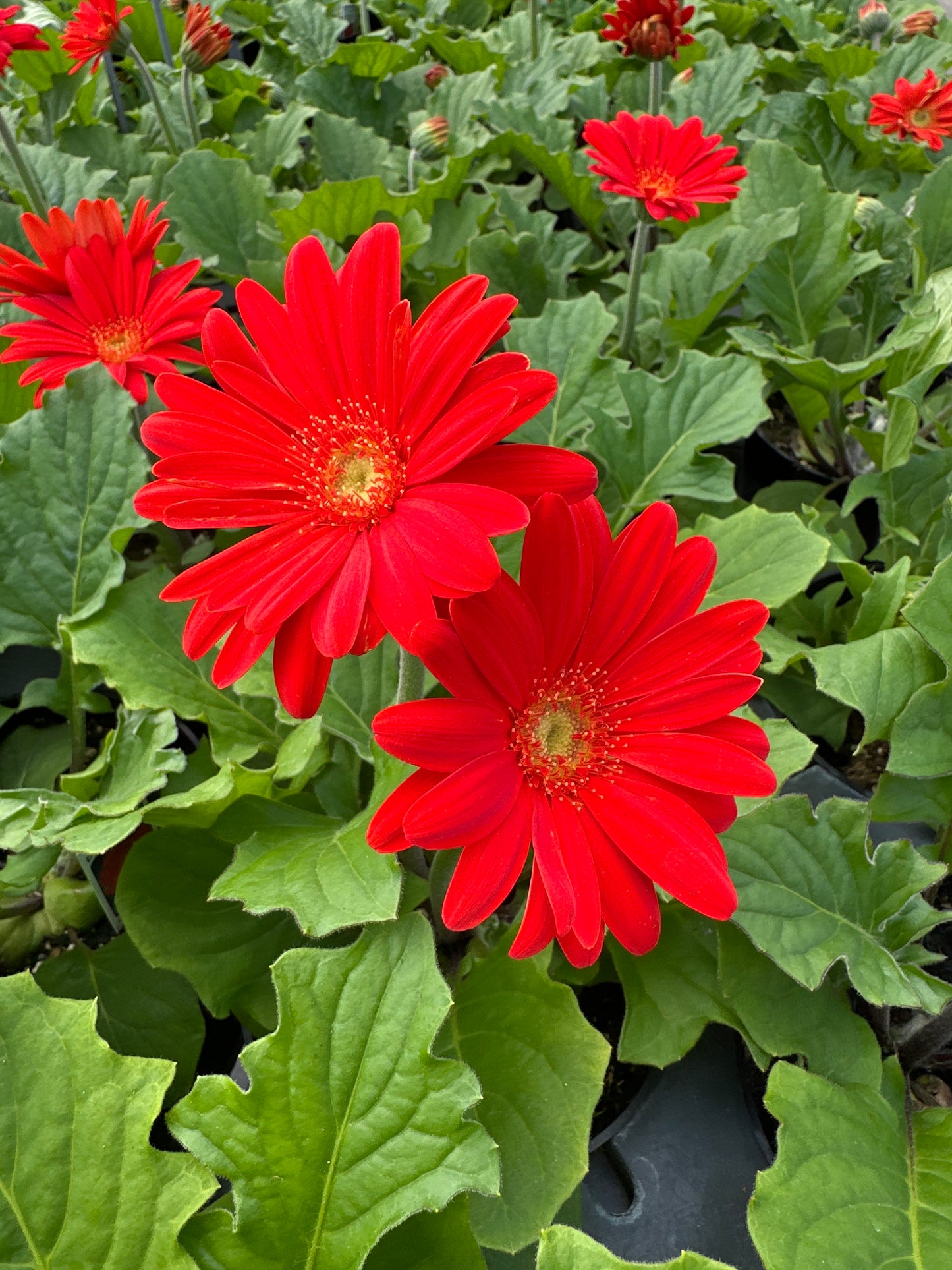 GERBERA JAGUAR DEEP ORANGE - 4'' POT