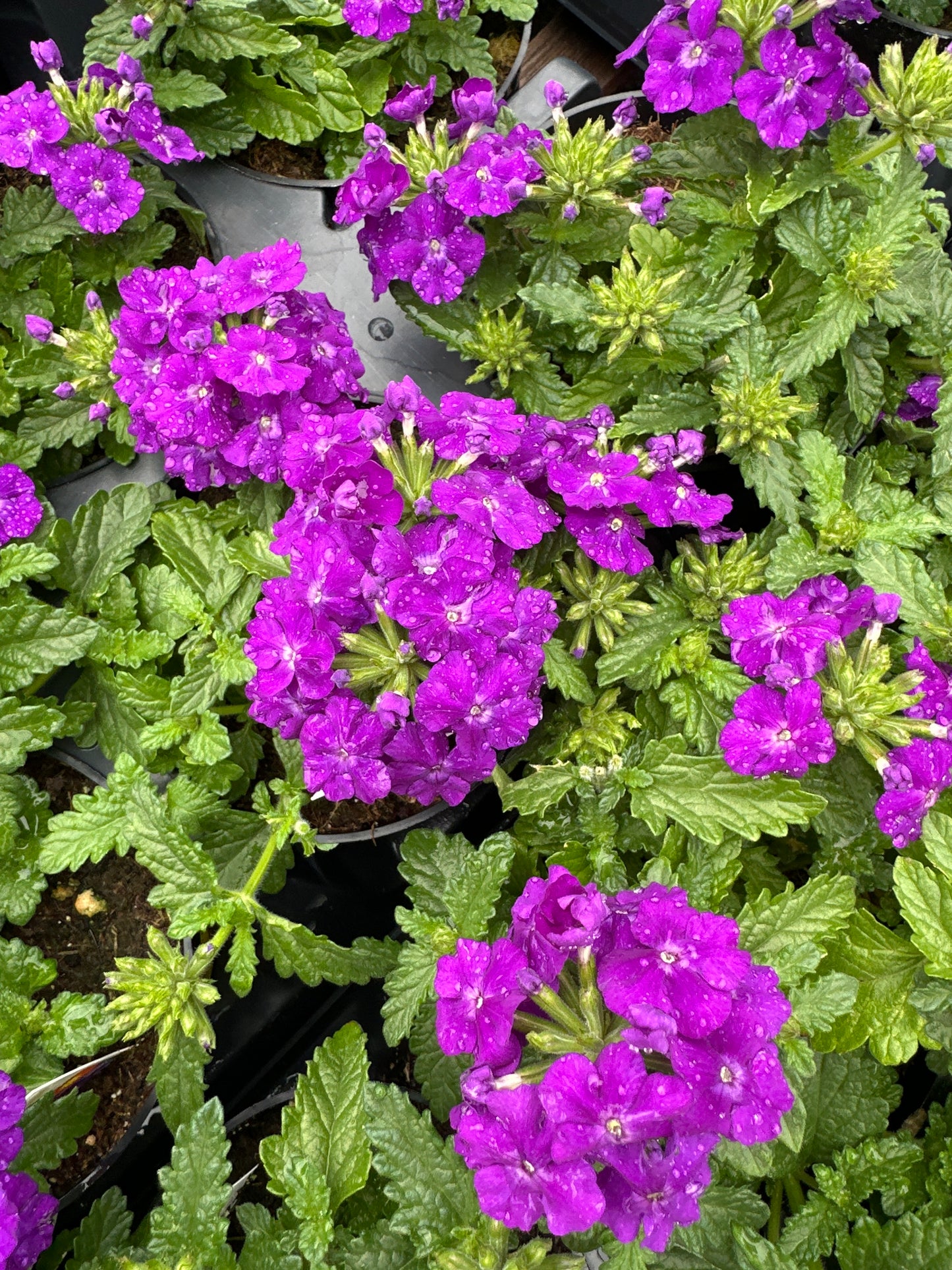 VERBENA EMPRESS SUN VIOLET - 4" POT