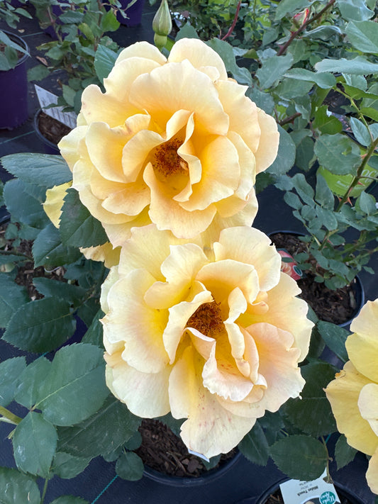 ROSE Midas Touch