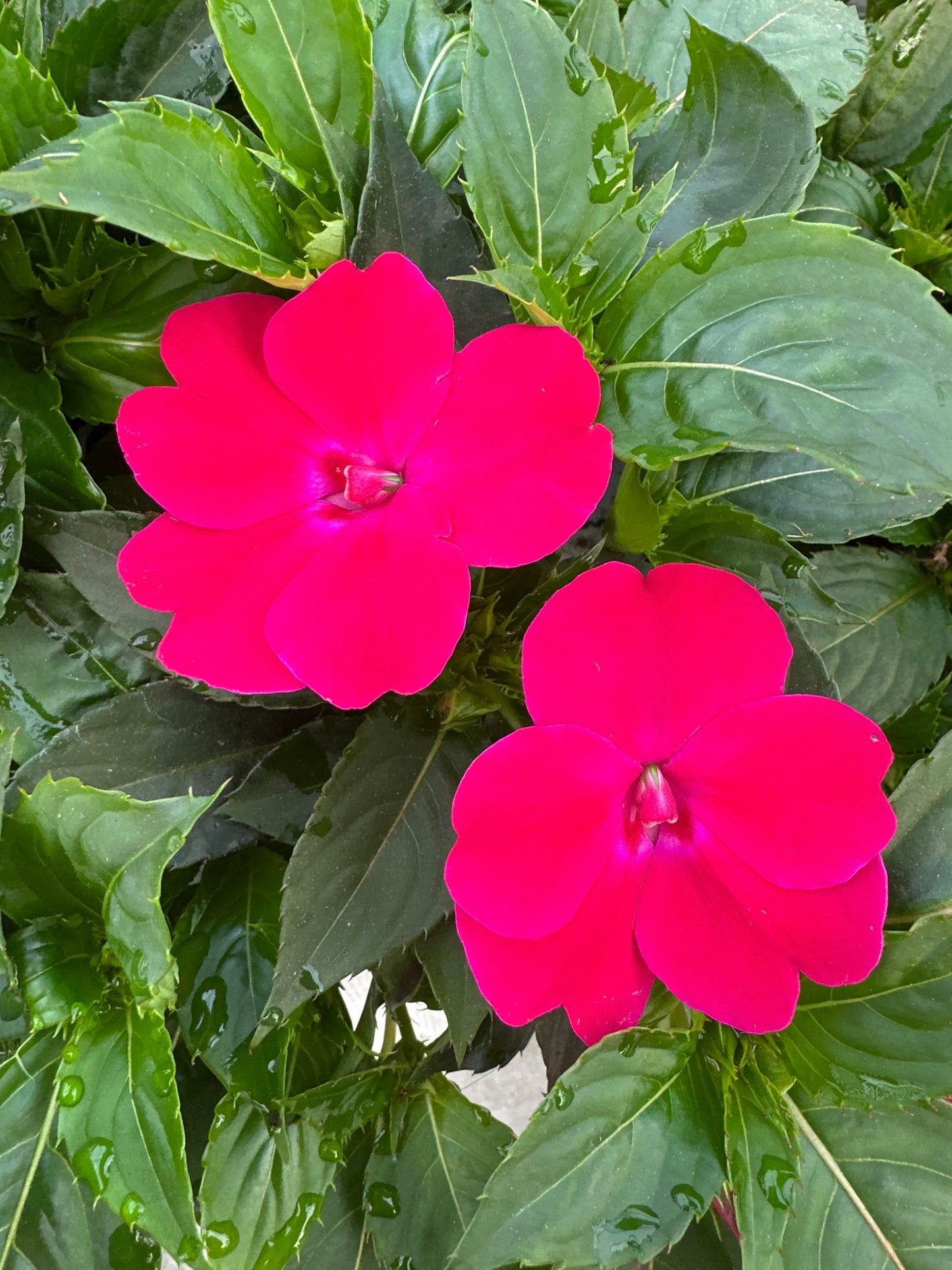 SUNPATIENS COMPACT ROSE GLOW - JUMBO 6 PACK