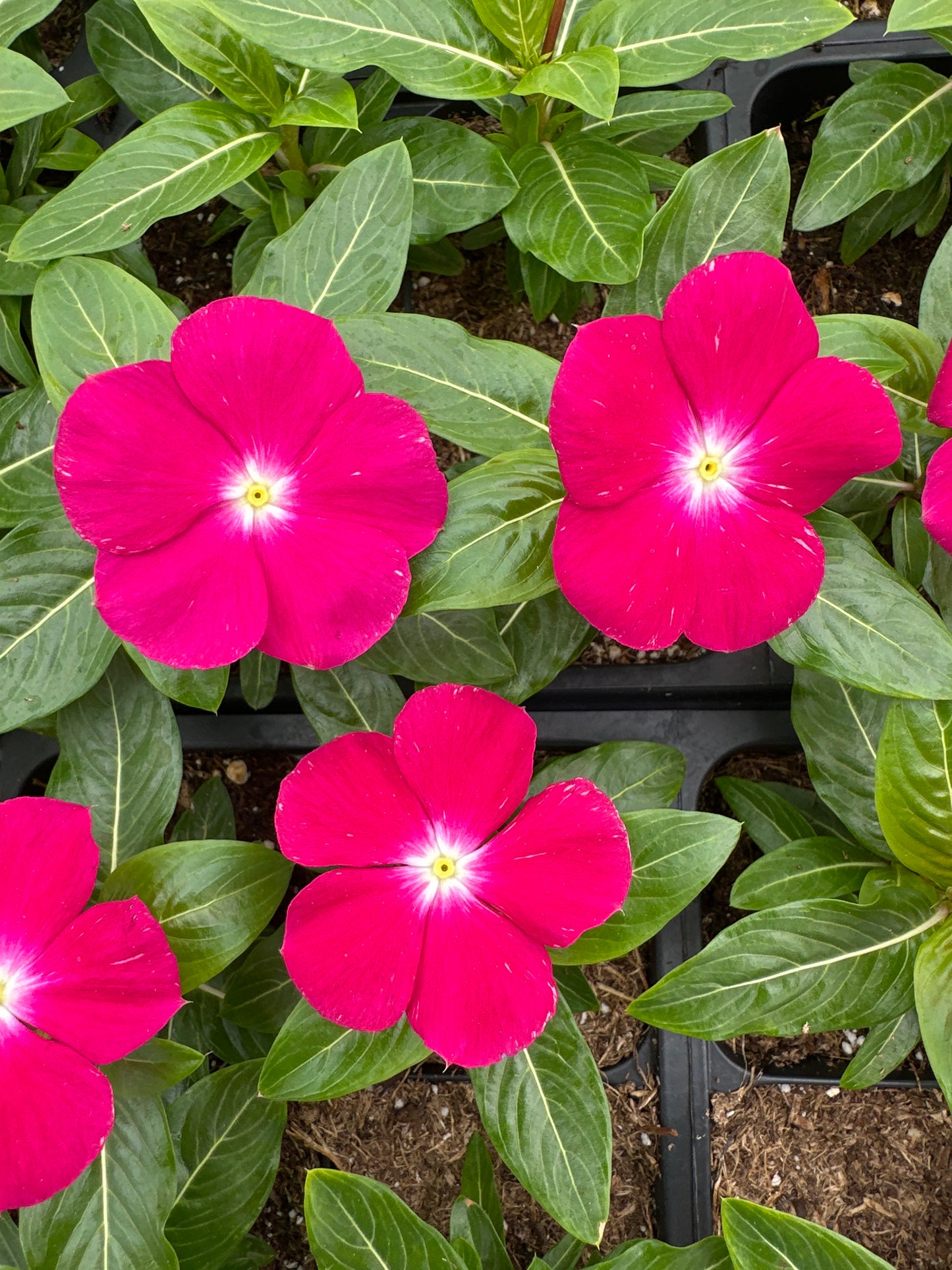 PERIWINKLE VINCA CORA XDR CRANBERRY - FLAT OF 32 PLANTS