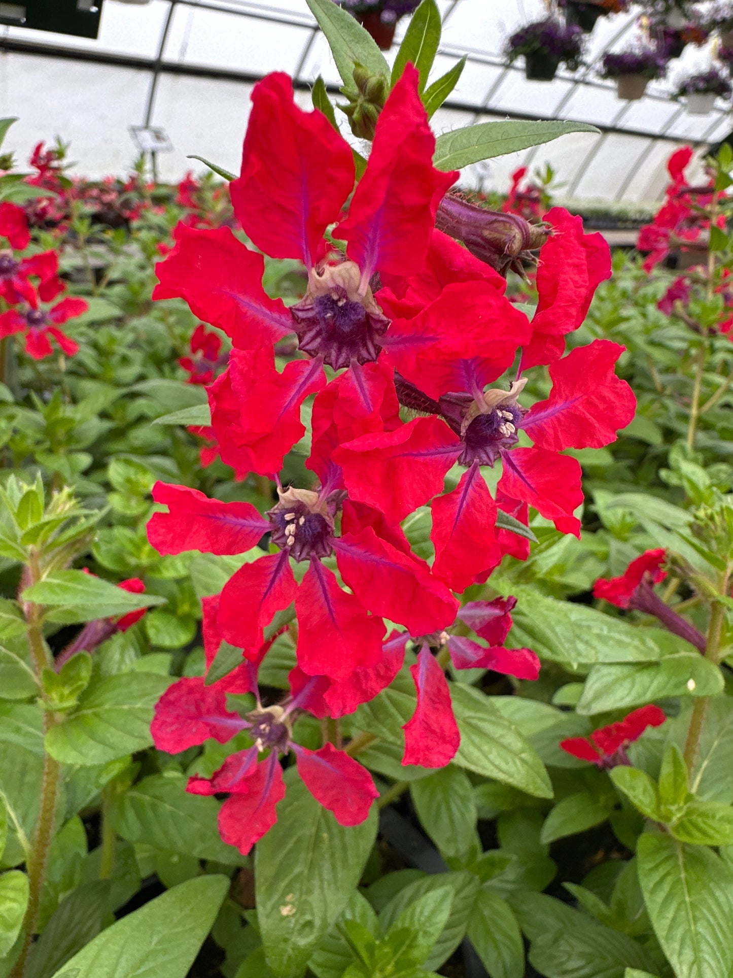 CUPHEA SWEET TALK RED - 4" POT