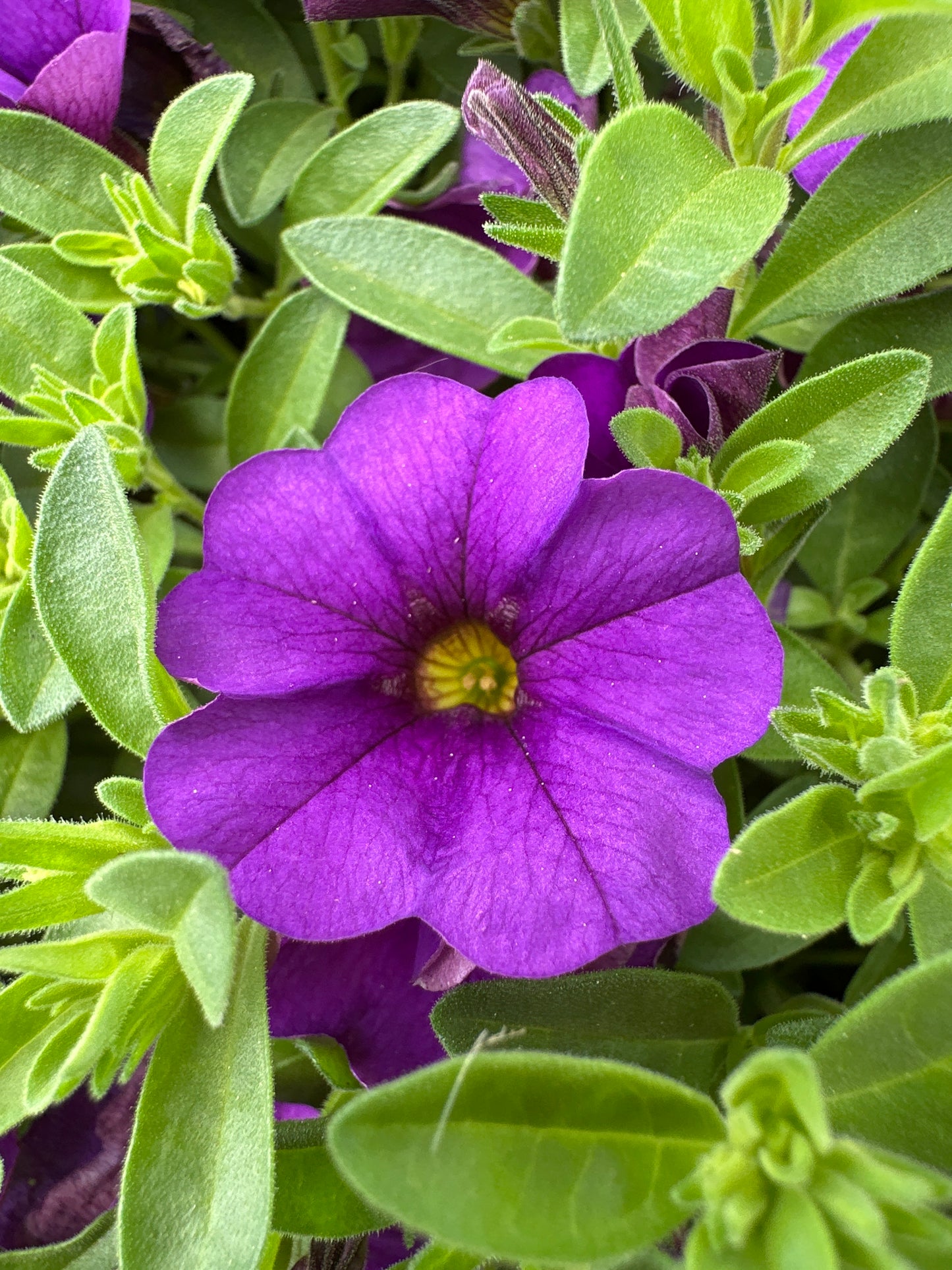 CALIBRACHOA CABARET DEEP BLUE - JUMBO 6 PACK