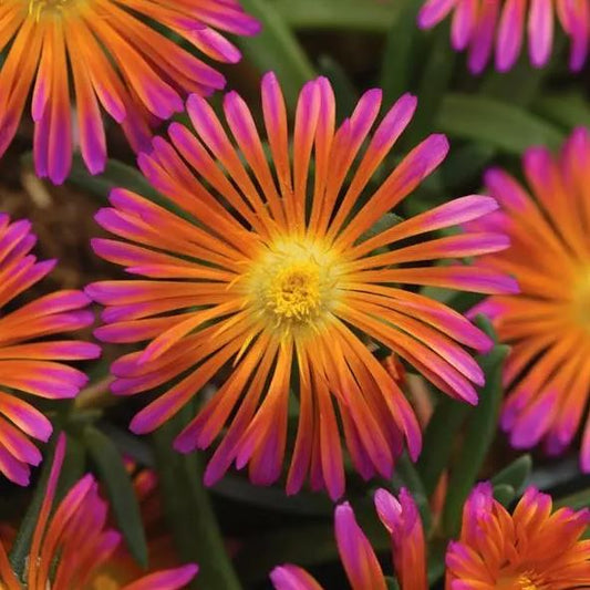 Delosperma Ocean Sunset™ 'Orange Glow'