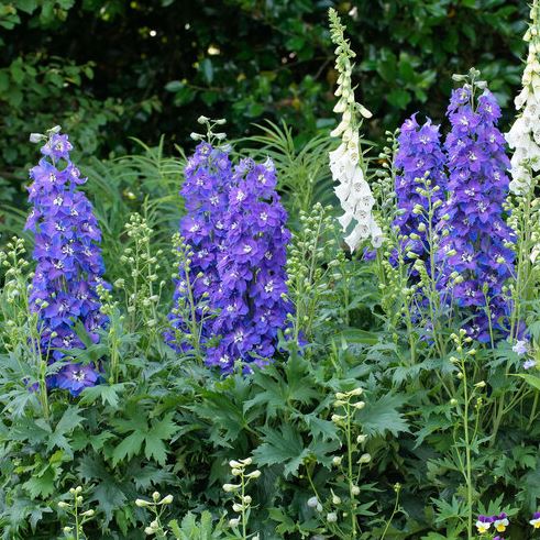 Delphinium del 'Glitzy'