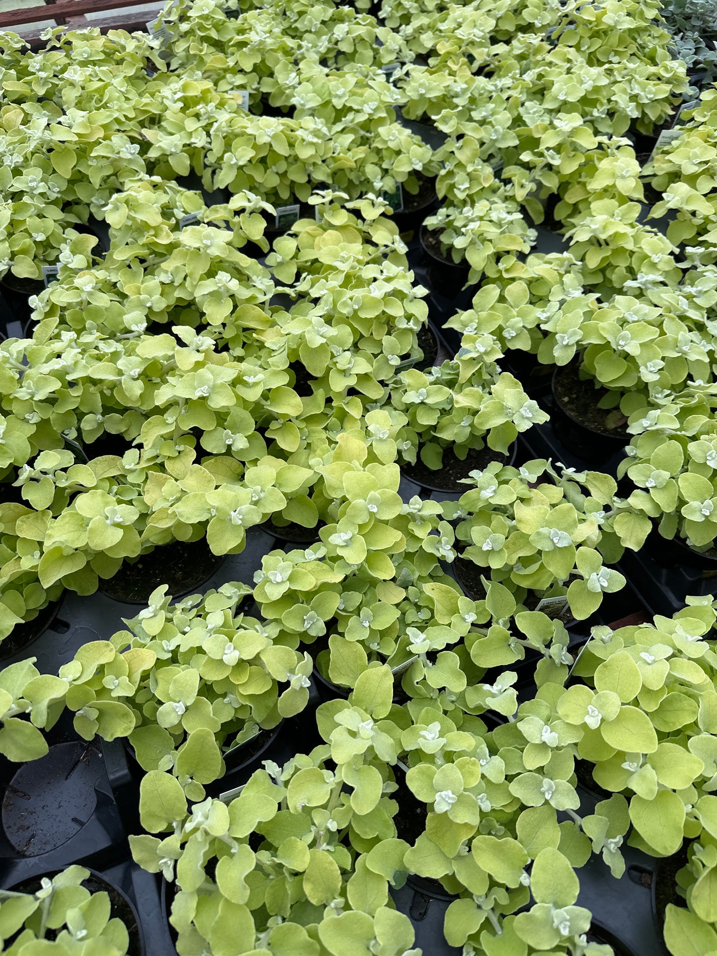 HELICHRYSUM LICORICE LIMELIGHT - 4" POT