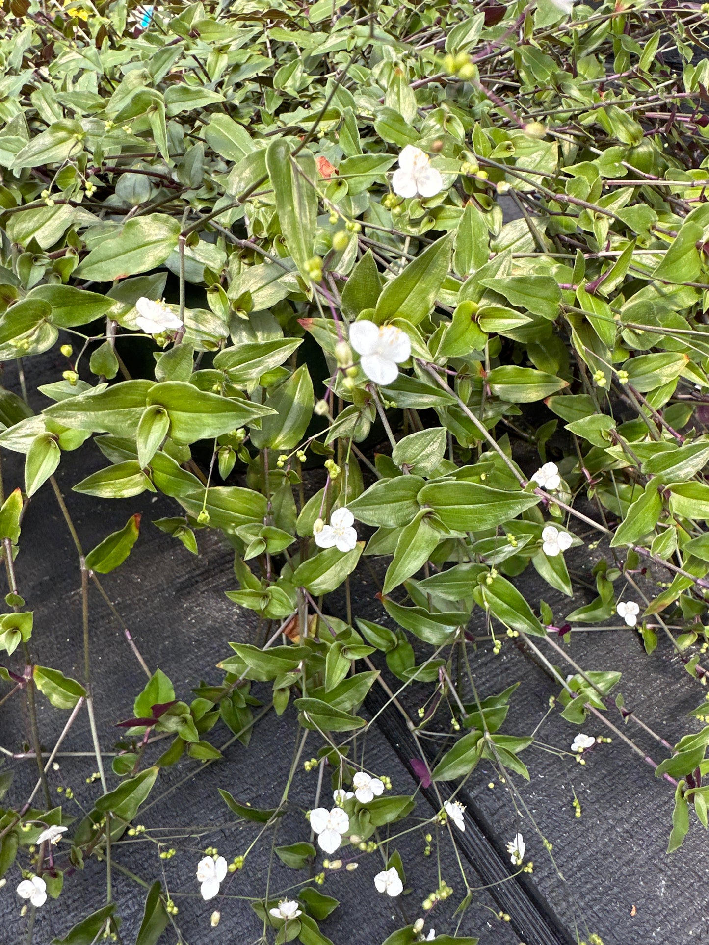 TRADESCANTIA MULTIFLORA BRIDAL VEIL - 10'' HANGING BASKET