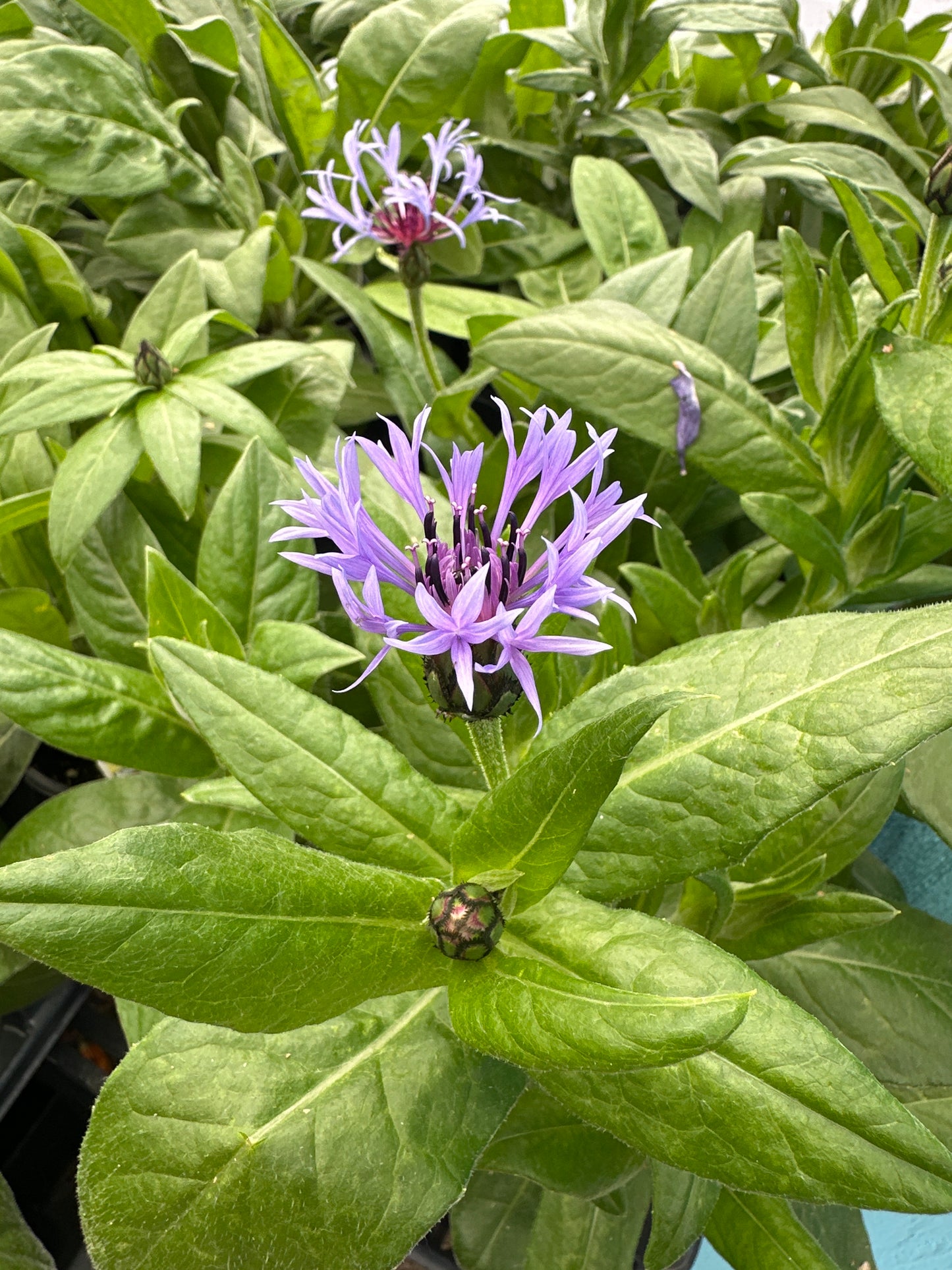 CENTAUREA MONTANA BACHELOR'S BUTTON - QUART POT
