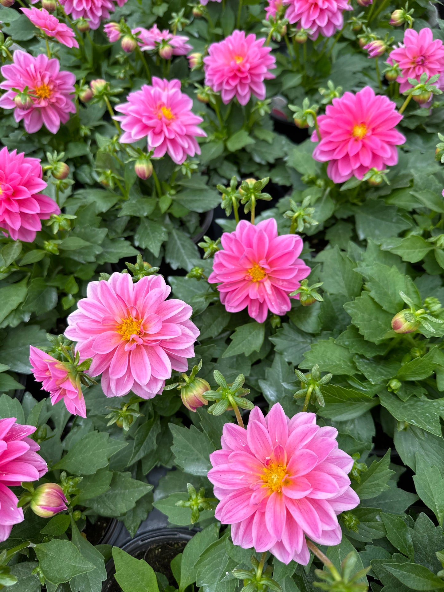 DAHLIA DAHLINOVA LISA DARK PINK - QUART POT
