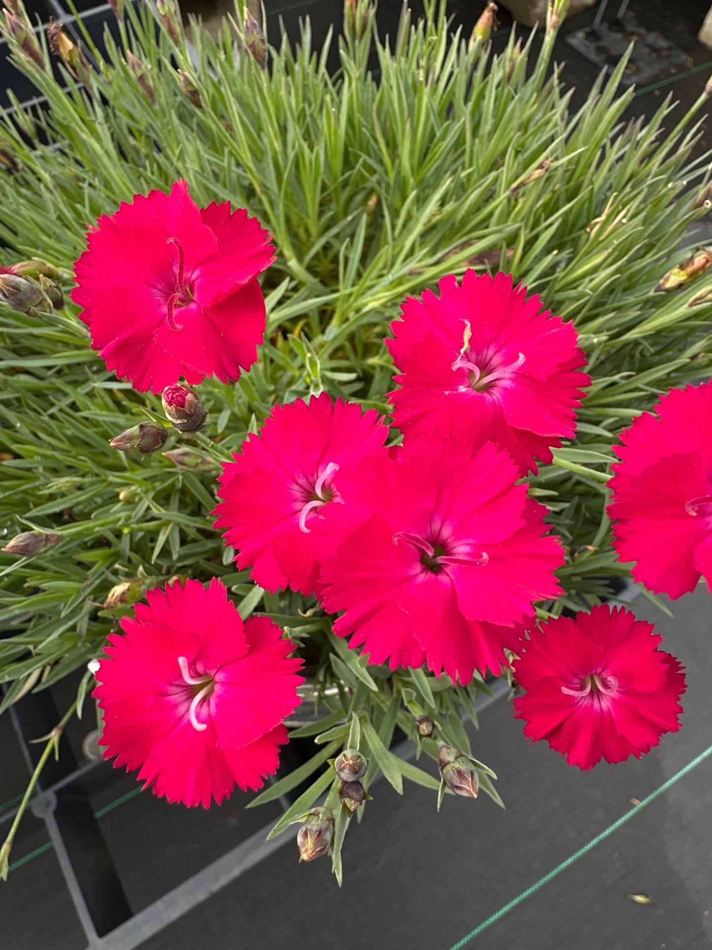 DIANTHUS 'PAINT THE TOWN RED'   PW