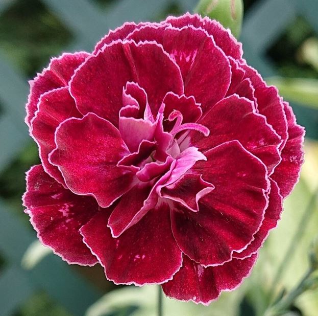 DIANTHUS CONSTANT BEAUTY CRUSH BURGUNDY