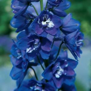 Delphinium 'Guardian Blue'