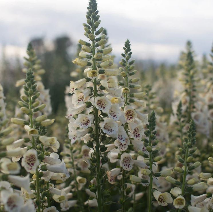 DIGITALIS P 'CAMELOT CREME'