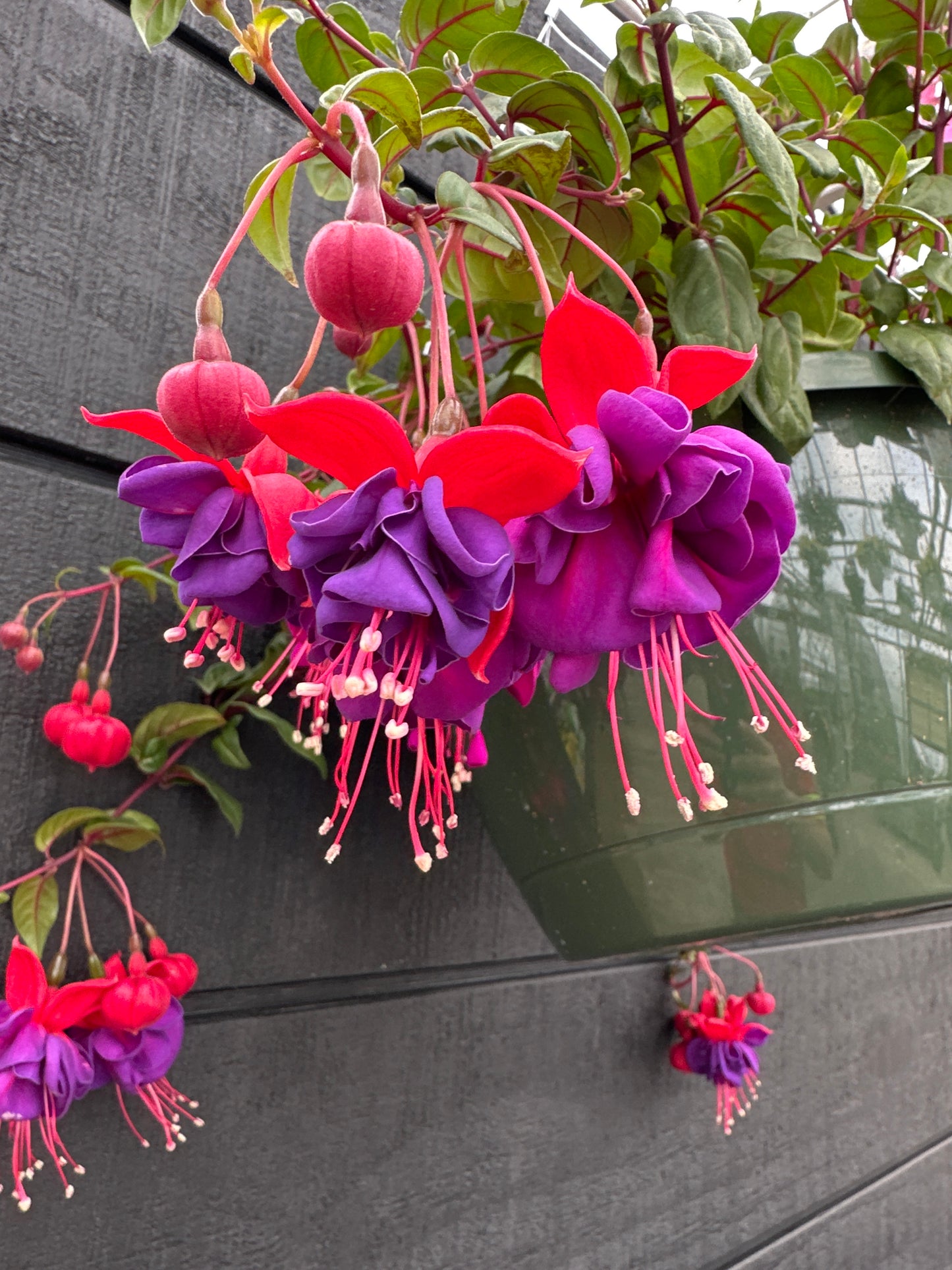 FUCHSIA DARK EYES - 10" HANGING BASKET