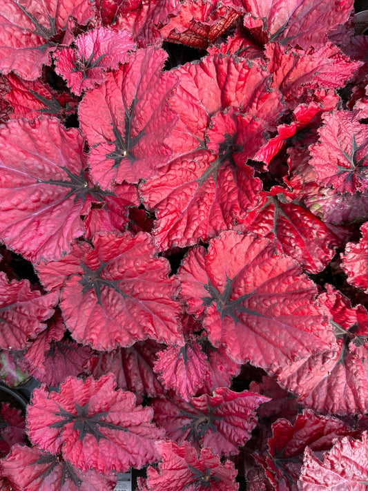 BEGONIA REX JURASSIC HEARTBEAT - QUART POT