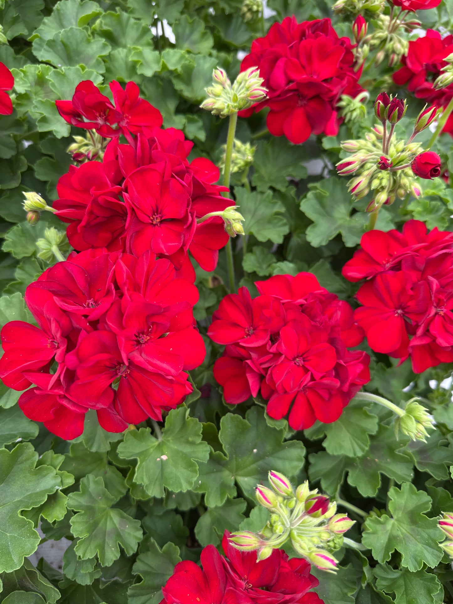 GERANIUM CALLIOPE MEDIUM DARK RED - 6'' POT