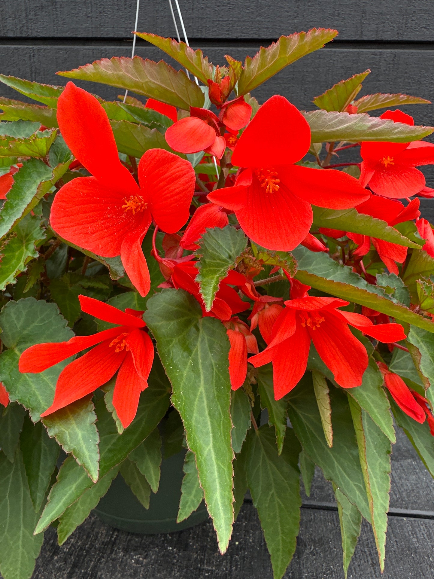 BEGONIA ENCANTO ORANGE - 10" HANGING BASKET