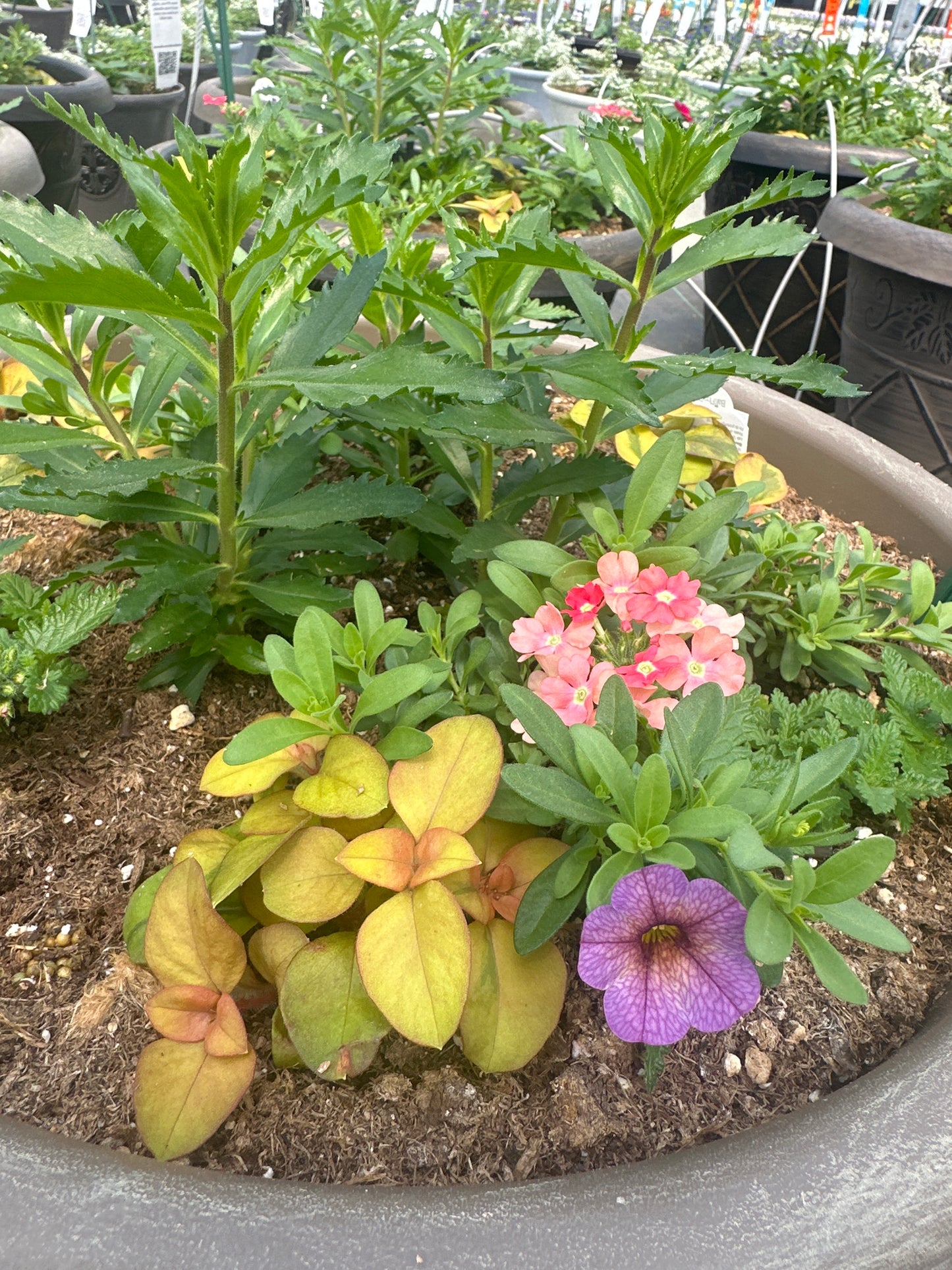 COMBO #14 - 16" POT