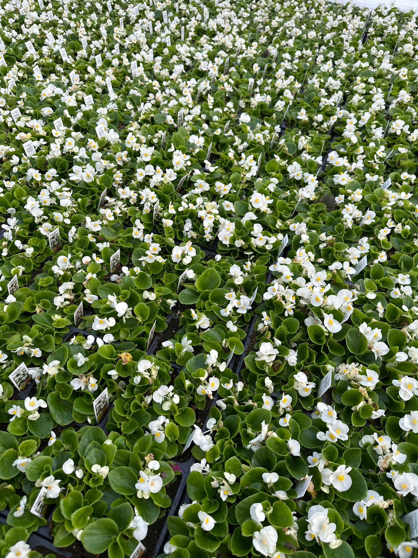 BEGONIA BADA BING WHITE - FLAT OF 48 PLANTS