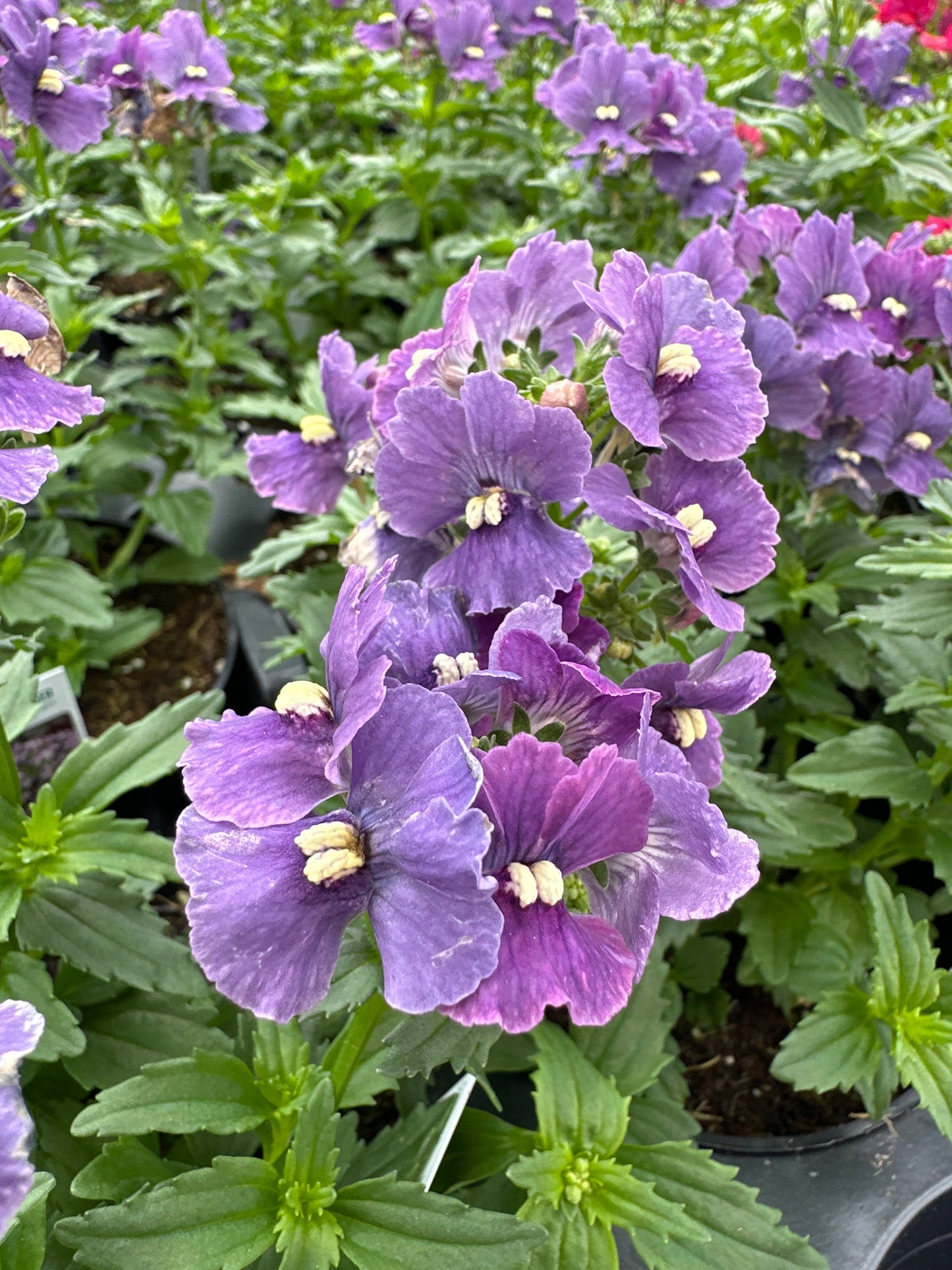 NEMESIA NESIA DENIM - 4" POT