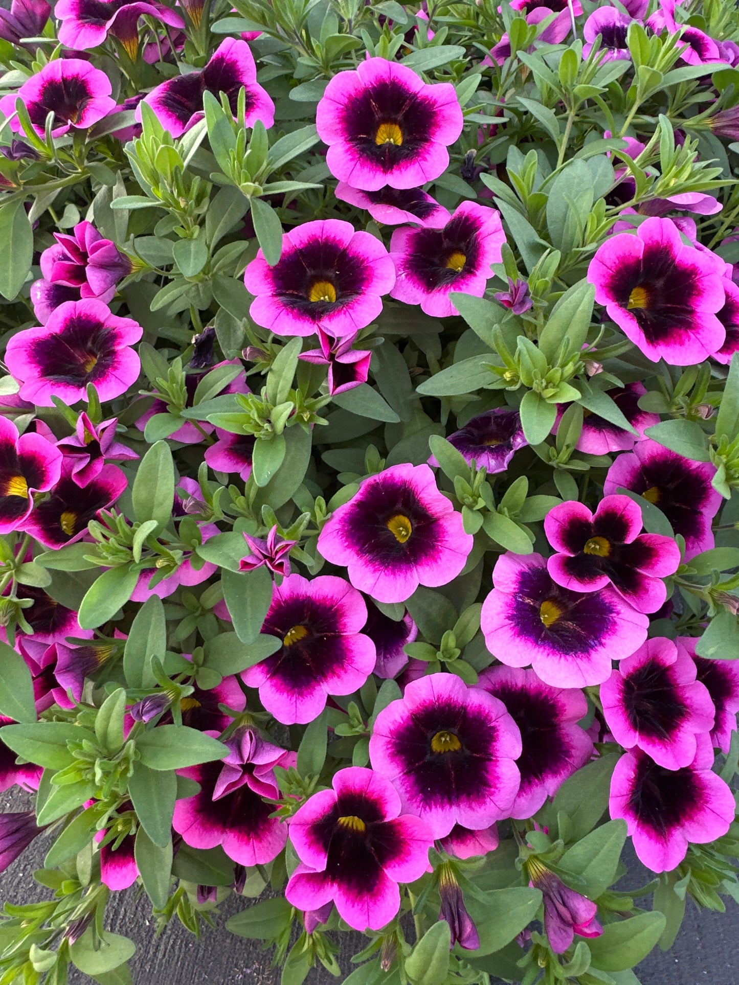 CALIBRACHOA EYECATCHER FUCHSIA - 10'' HANGING BASKET