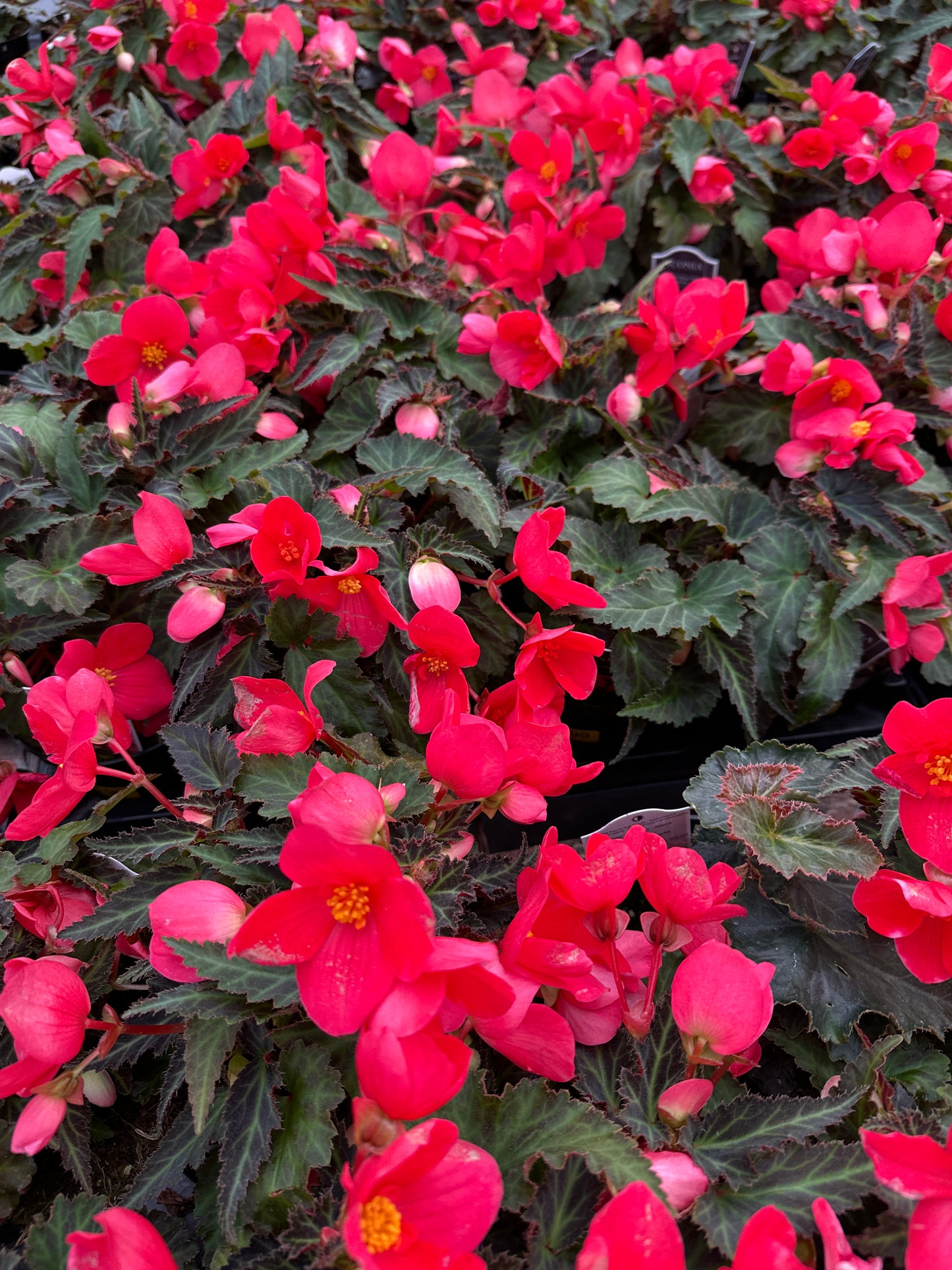 BEGONIA ICONIA FIRST KISS - 4" POT