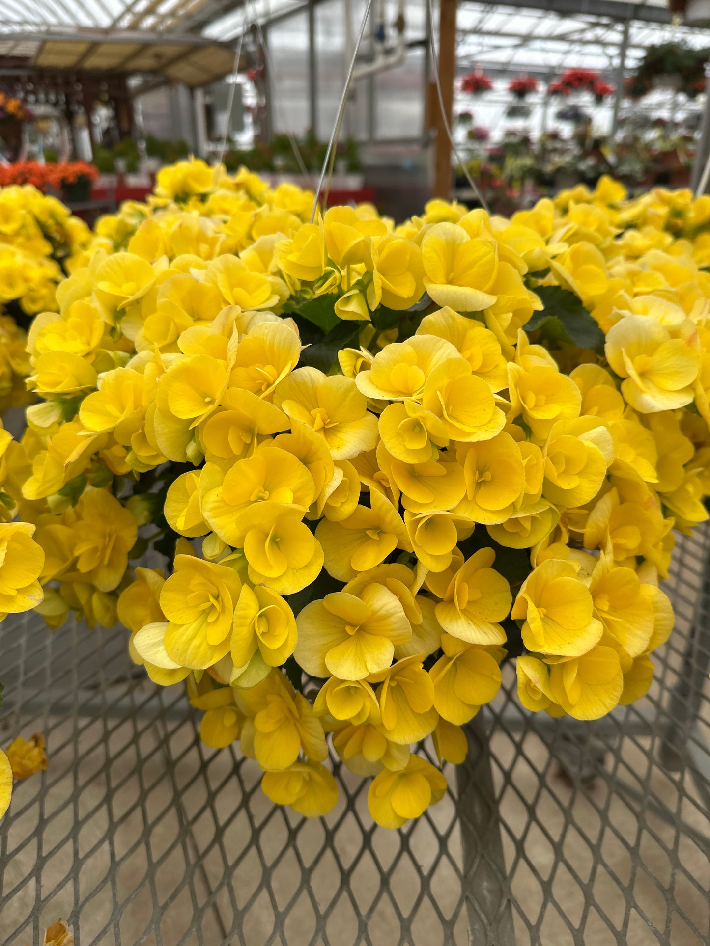 BEGONIA REIGER BLITZ - 10" HANGING BASKET