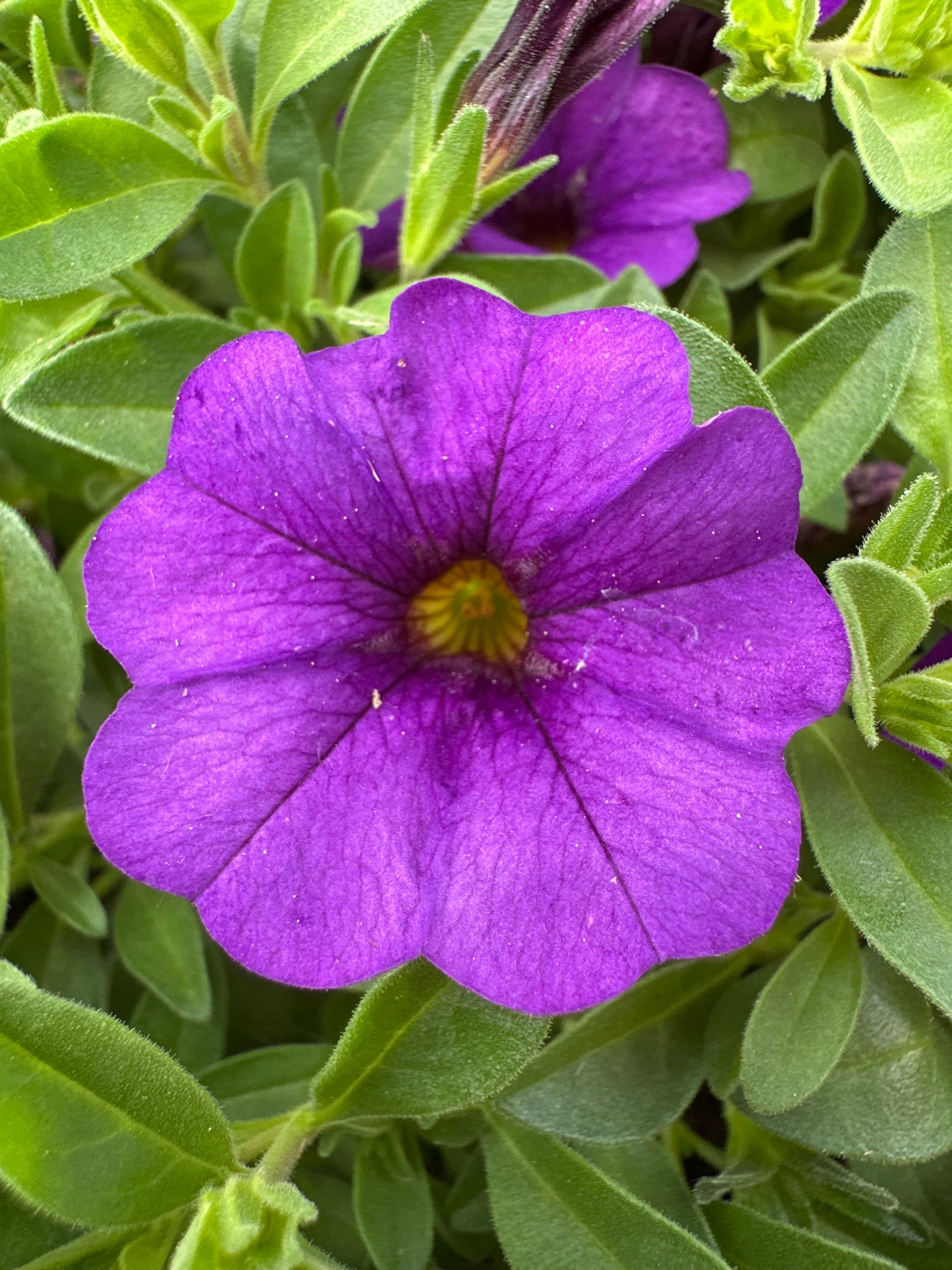 CALIBRACHOA CABARET DEEP BLUE - JUMBO 6 PACK