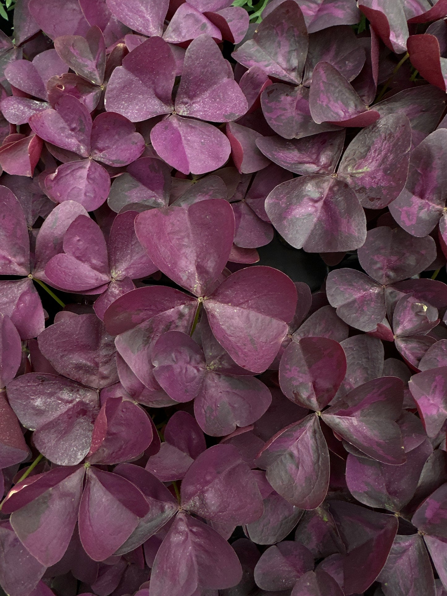 OXALIS CHARMED WINE - QUART POT