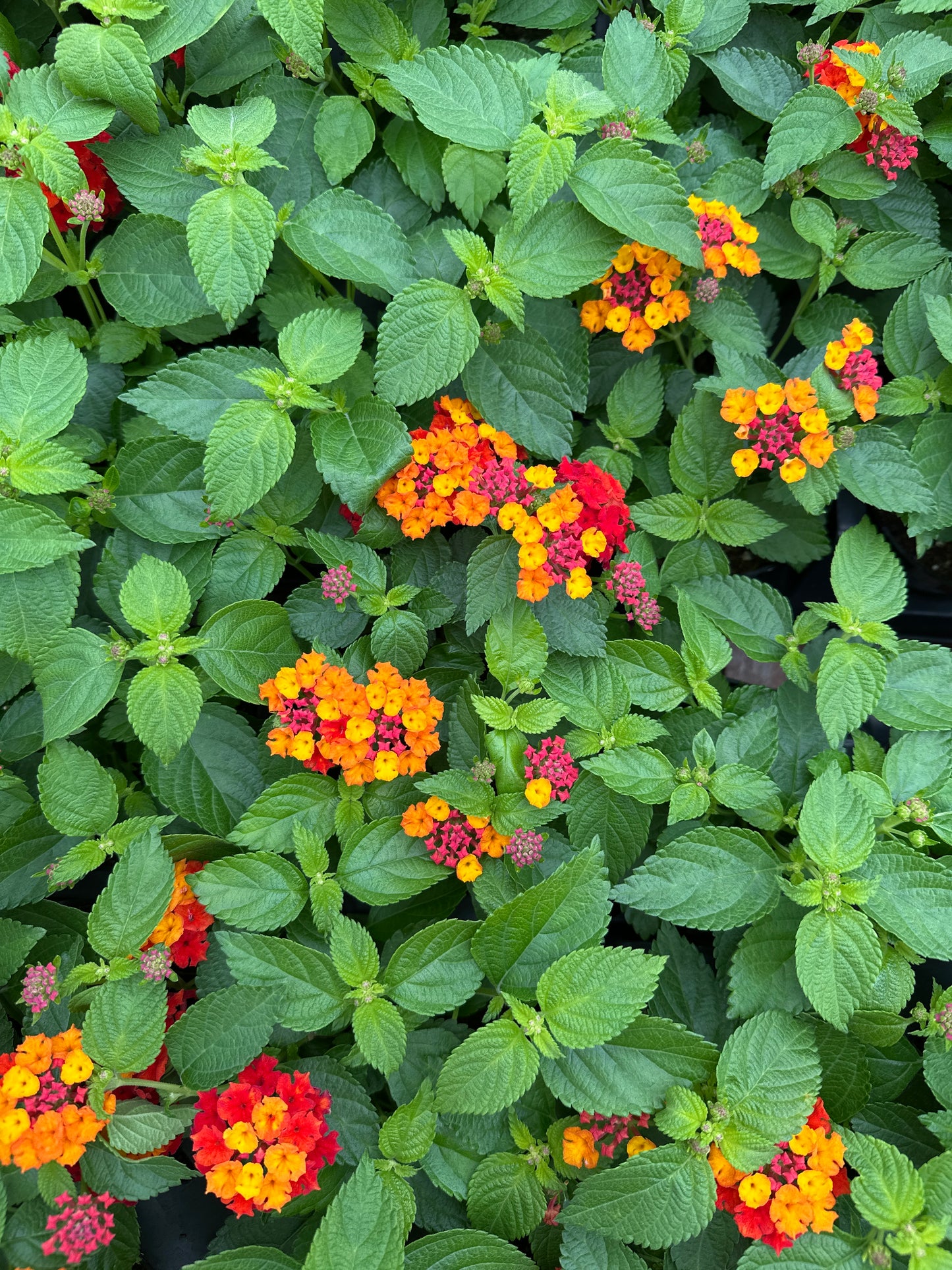 LANTANA BANDELERO RED - 4" POT