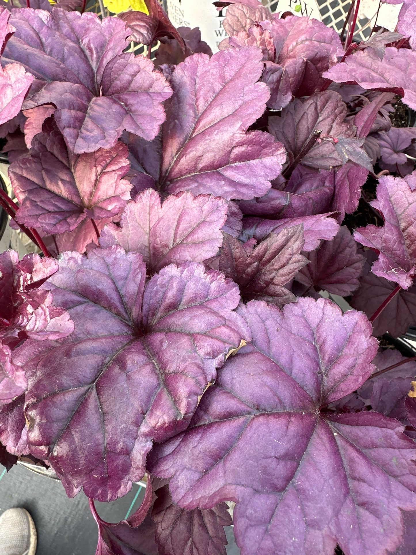 Heuchera Dolce® 'Wildberry' PW
