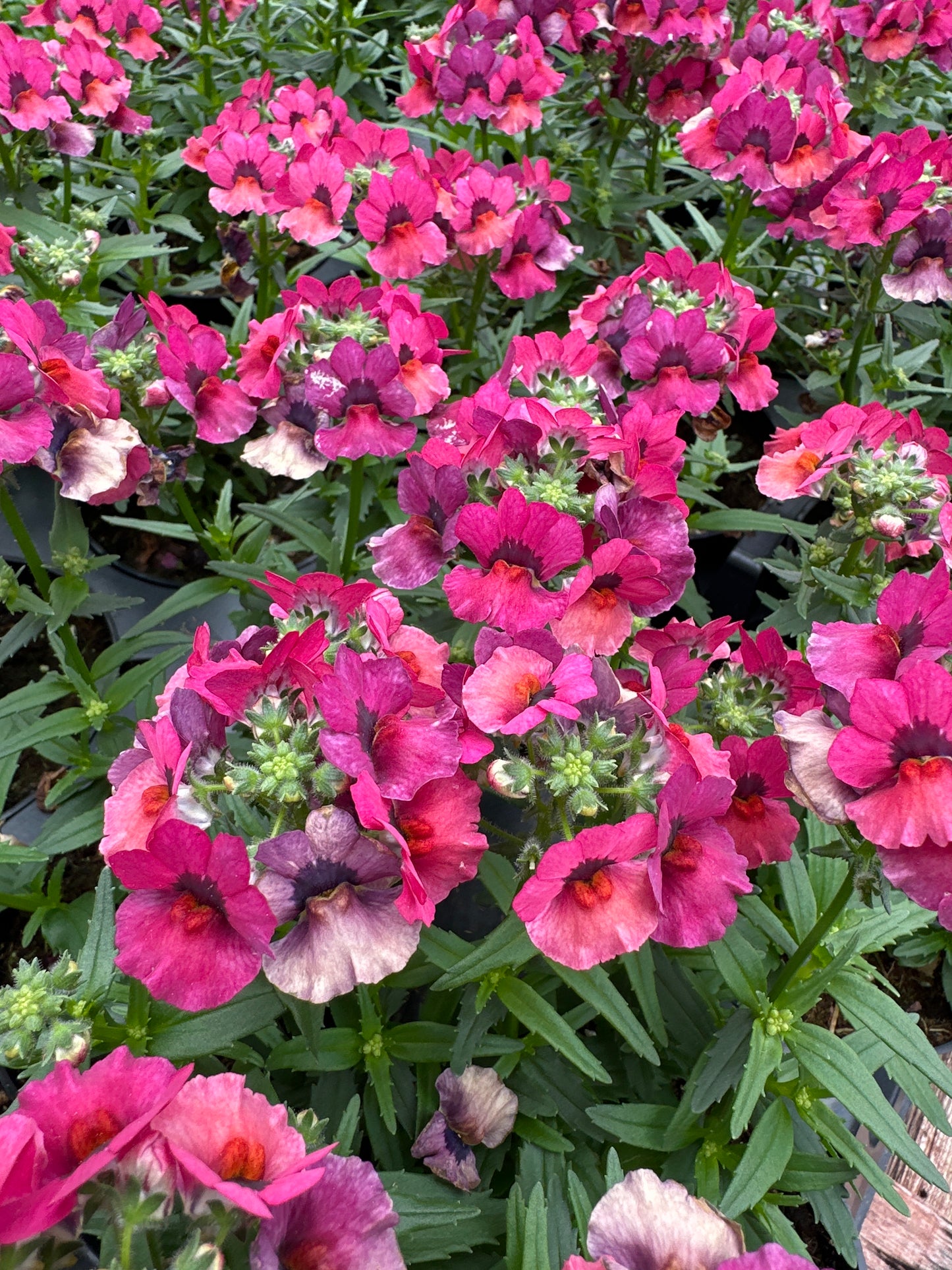 NEMESIA NESIA MAGENTA - 4" POT