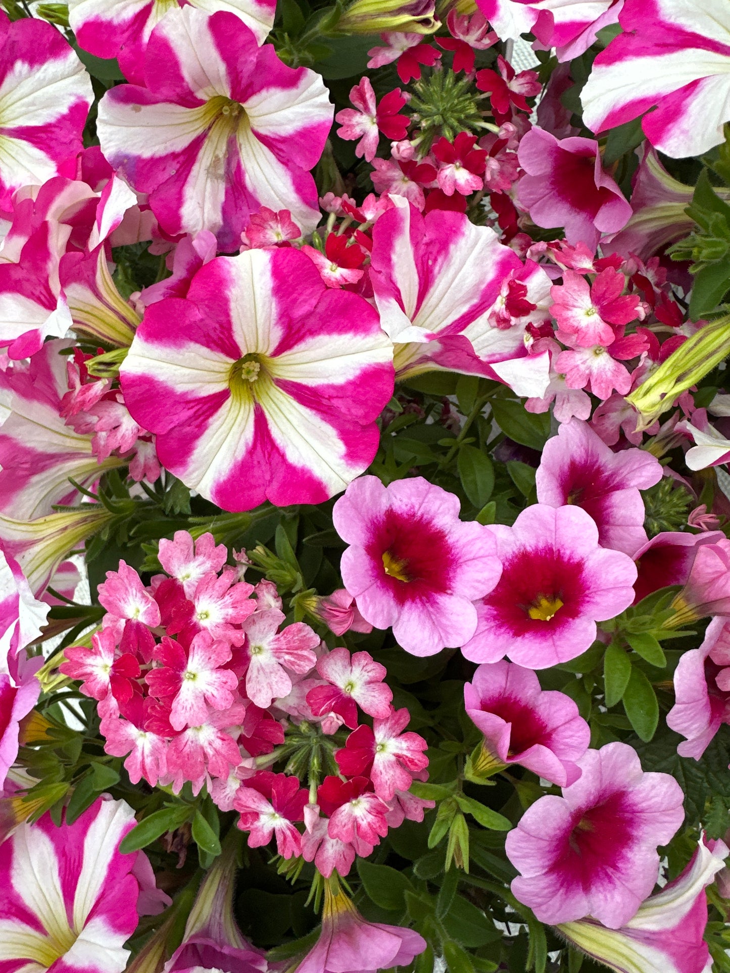 COMBO HELLO BARBIE - 6" POT