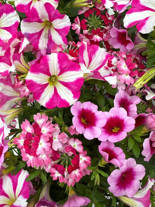 COMBO HELLO BARBIE - 6" POT