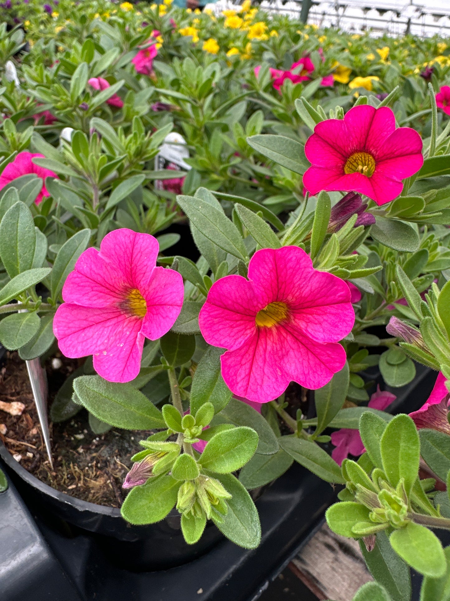 CALIBRACHOA CABARET HOT PINK - 4" POT
