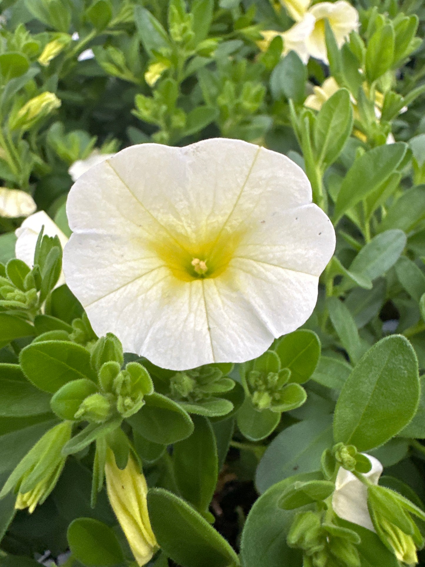 CALIBRACHOA SUPERBELLS YELLOW CHIFFON - QUART POT