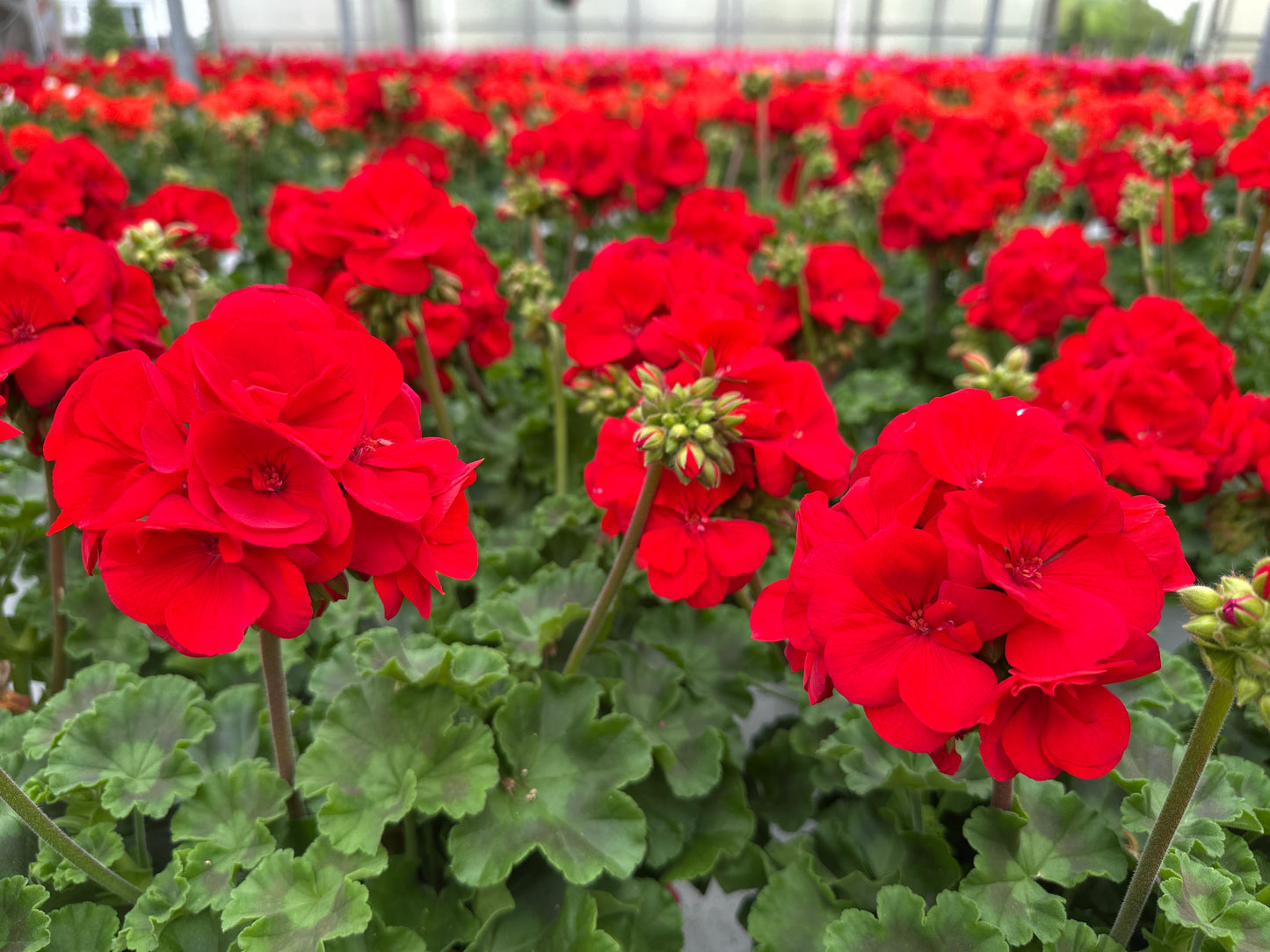 GERANIUM DYNAMO RED - 6" POT