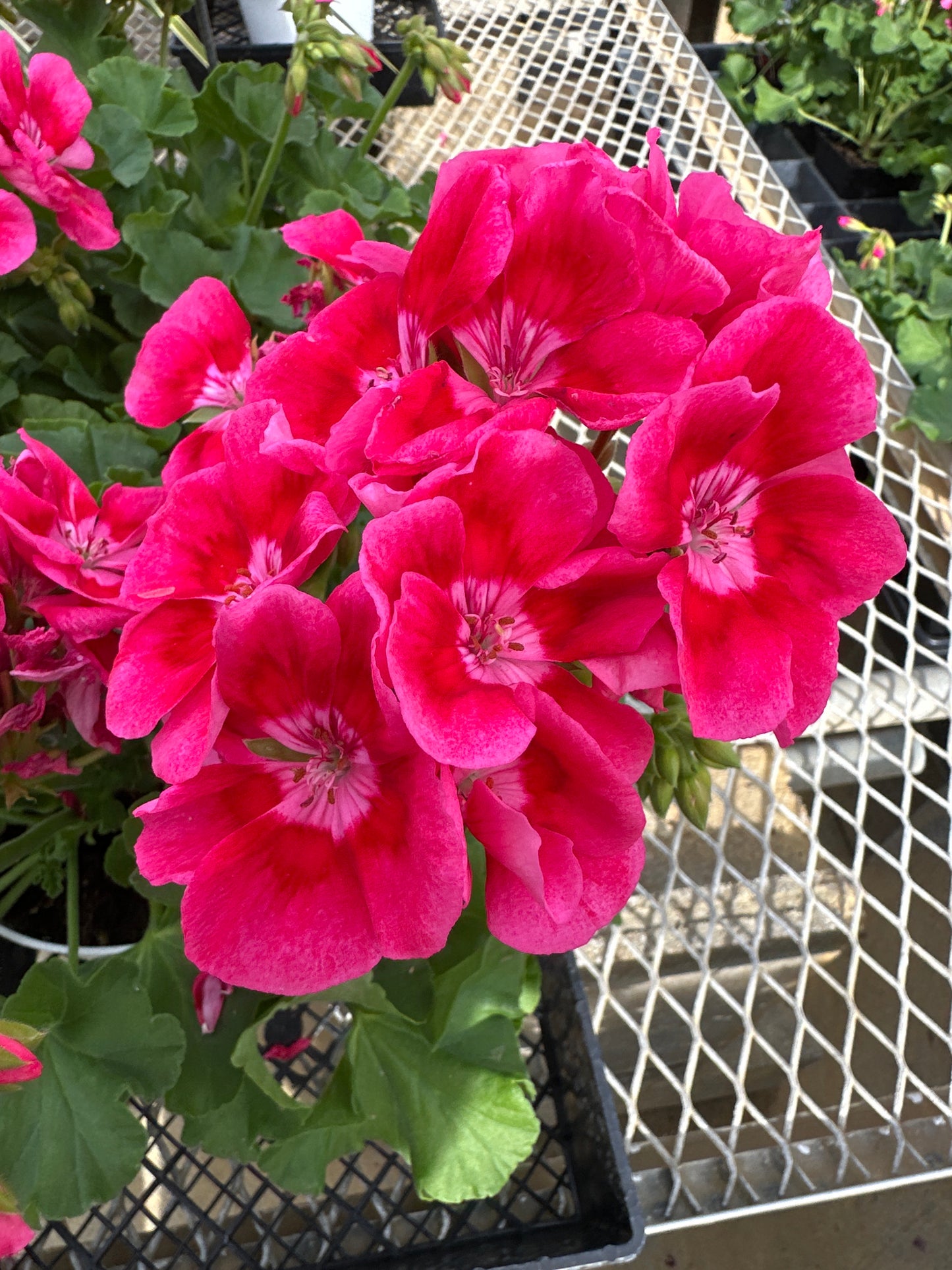GERANIUM CALLIOPE MEDIUM ROSE MEGA SPLASH - 6" POT