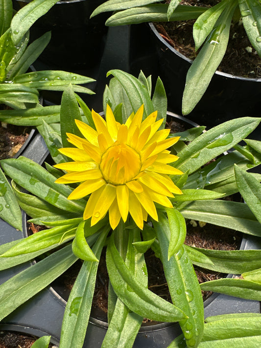 STRAWFLOWER DREAMTIME YELLOW - 4'' POT
