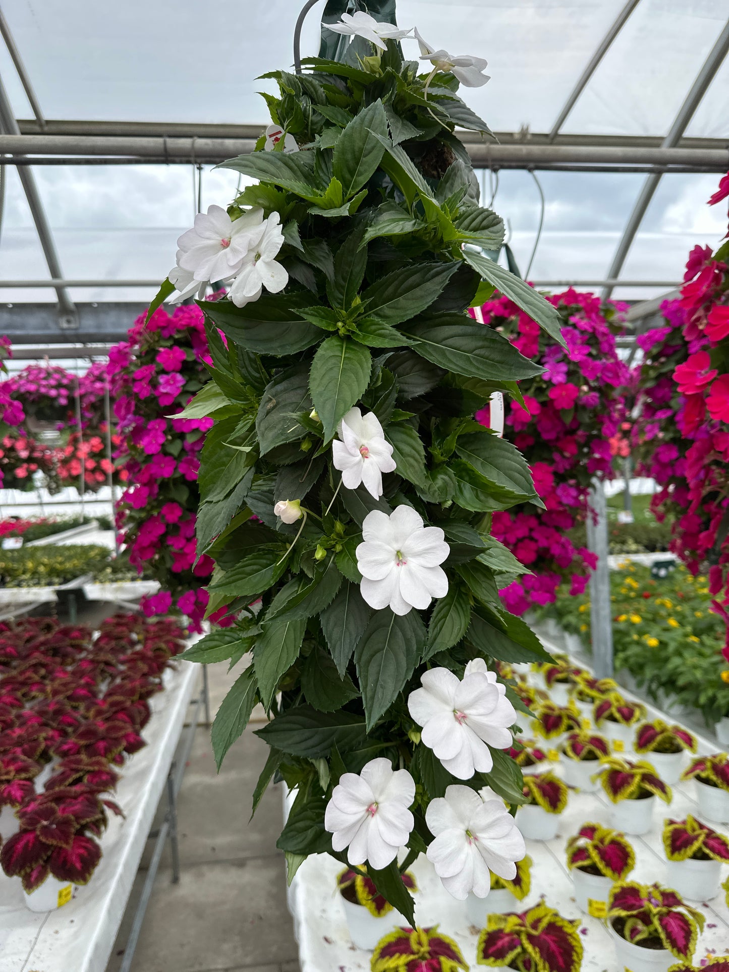 SUNPATIENS COMPACT WHITE - FLOWER BAG
