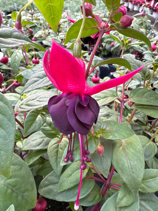 FUCHSIA NEW MILLENNIUM - 4'' POT