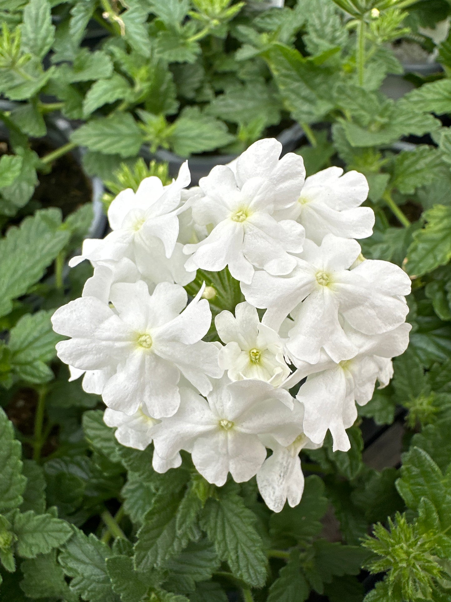 VERBENA SUPERBENA WHITE - QUART POT