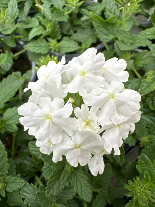 VERBENA SUPERBENA WHITE - QUART POT