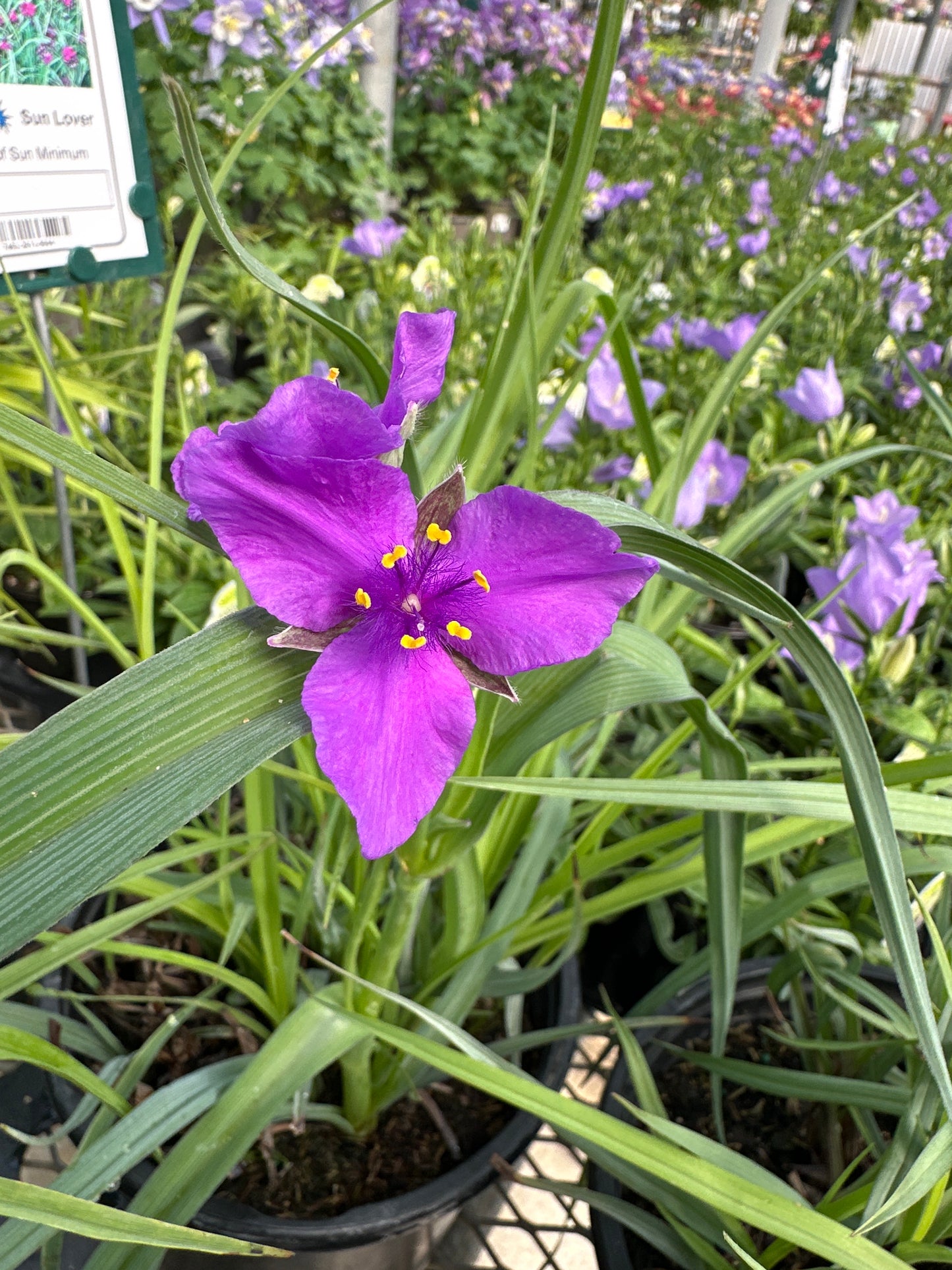 TRADESCANTIA 'CONCORD GRAPE'
