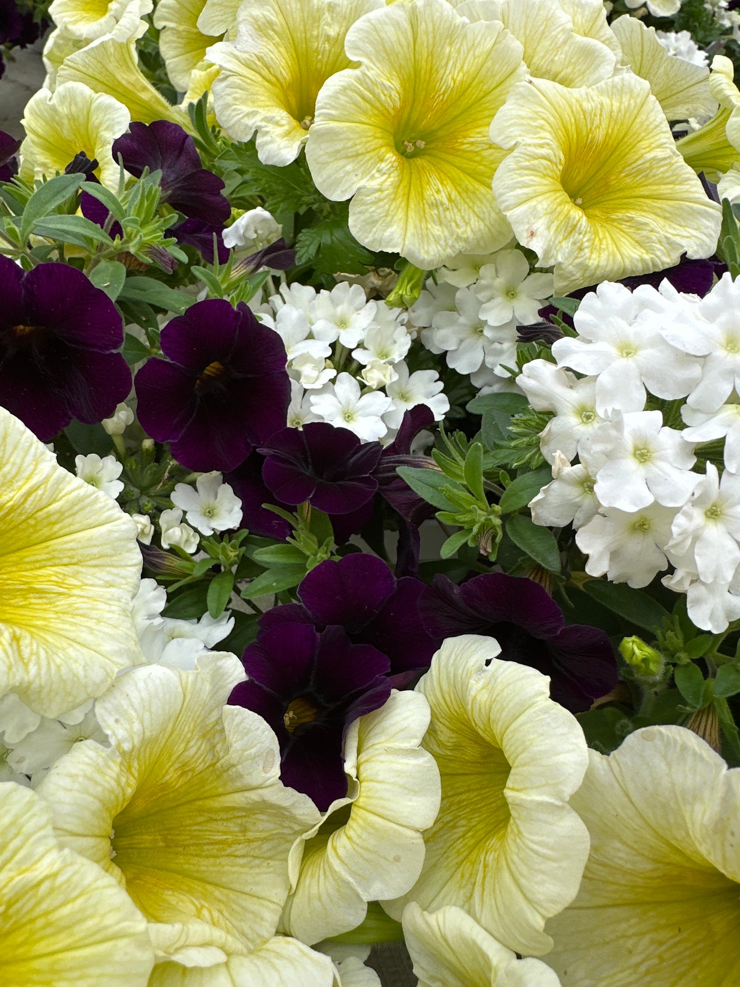 COMBO BLUE MACAW - 6" POT