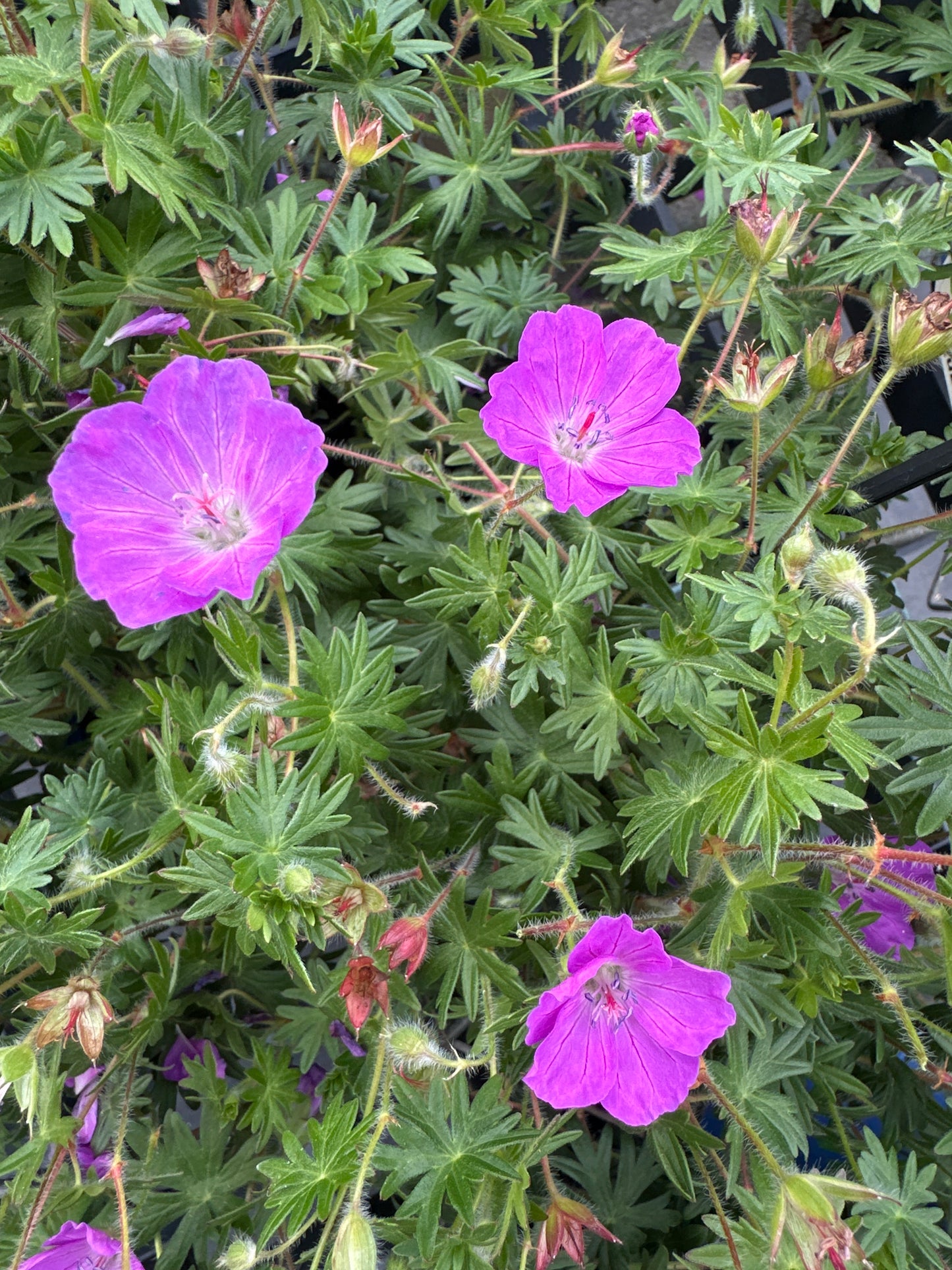Geranium 'Spiked Punch'™