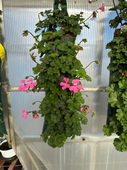 GERANIUM CALLIENTE PINK - FLOWER BAG