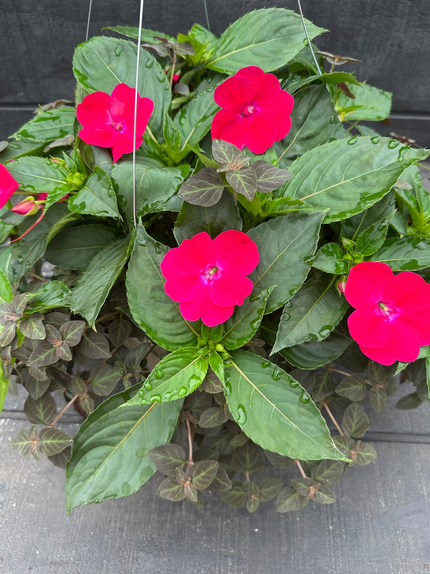 BASKET #38 - 12'' HANGING BASKET