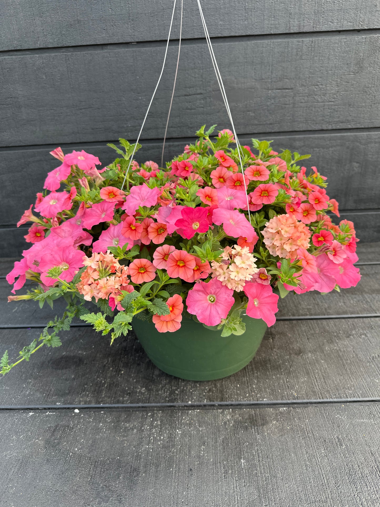 COMBO ACAPULCO SUN - 12" HANGING BASKET